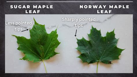 sugar maple vs norway maple leaf